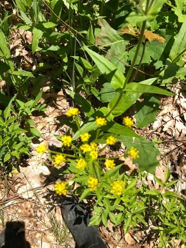 Golden Alexanders: view 1 of the same plant