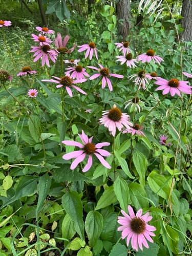 Purple coneflower: view 1 of the same plant