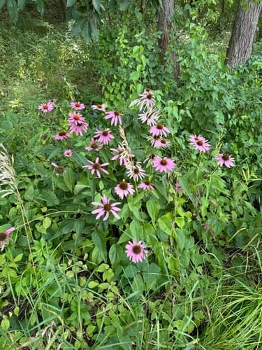 Purple coneflower: view 2 of the same plant