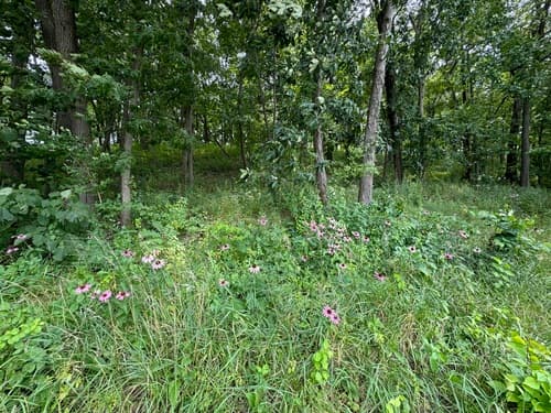 Purple coneflower: view 3 of the same plant