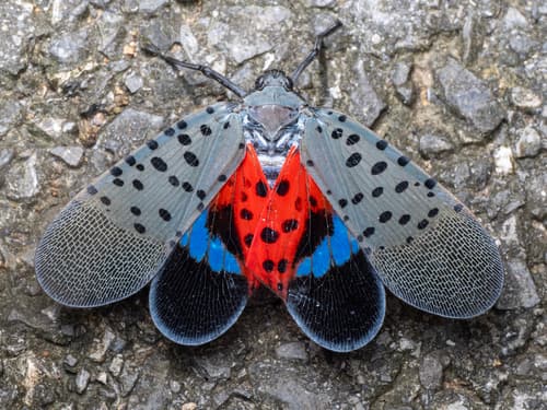 Spotted lanternfly: Adults
