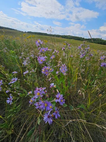 Smooth blue aster in bloom