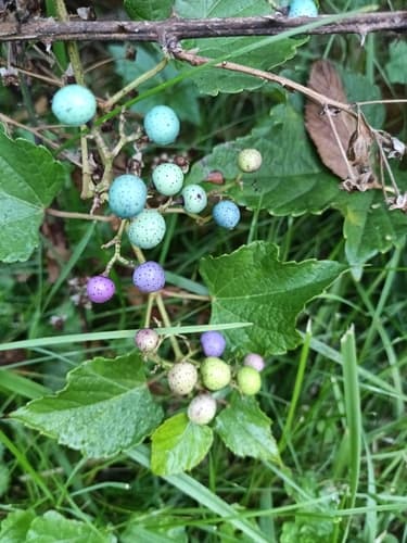 Porcelain berry: view 1 of the same individual