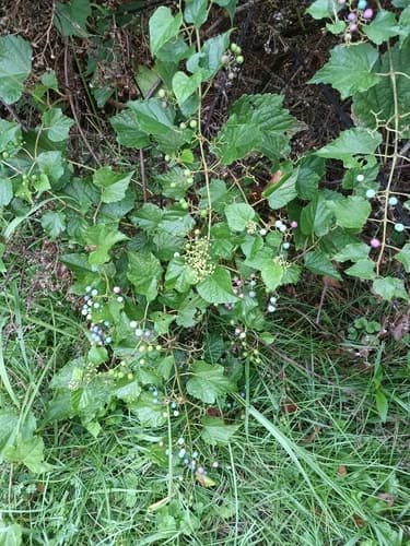 Porcelain berry: view 2 of the same individual