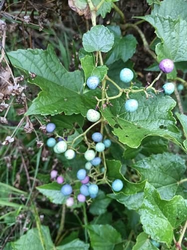 Porcelain berry: view 3 of the same individual