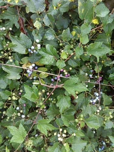 Porcelain berry: view 4 of the same individual