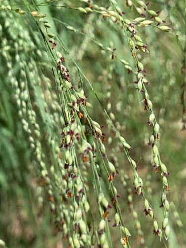 Switchgrass: view 3 of the same plant