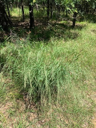 Switchgrass: view 4 of the same plant