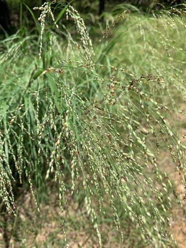 Switchgrass: view 2 of the same plant