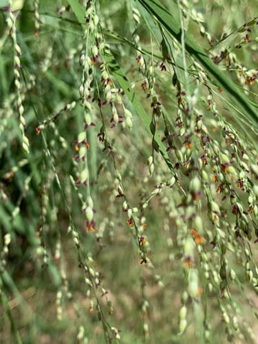 Switchgrass: view 1 of the same plant