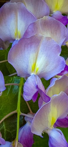 Chinese and Japanese wisteria: view 1 of the same individual