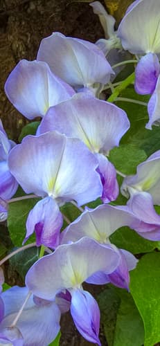 Chinese and Japanese wisteria: view 2 of the same individual