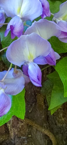 Chinese and Japanese wisteria: view 3 of the same individual