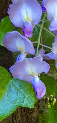 Chinese and Japanese wisteria: view 4 of the same individual