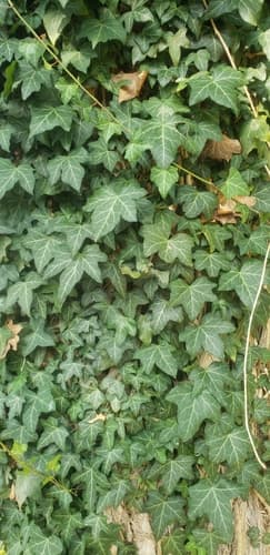 English ivy: view 1 of the same individual