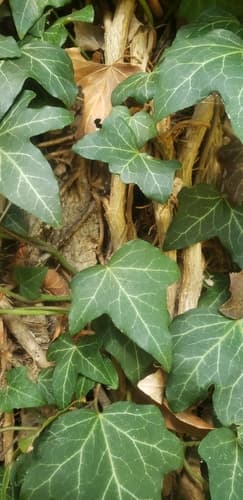 English ivy: view 2 of the same individual