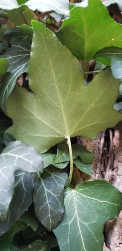 English ivy: view 3 of the same individual