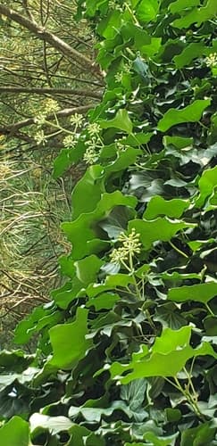 English ivy: view 4 of the same individual