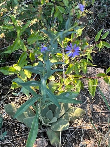 Smooth blue aster: view 2 of the same plant