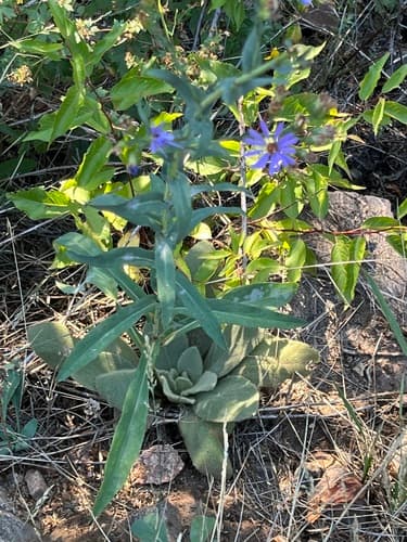 Smooth blue aster: view 1 of the same plant