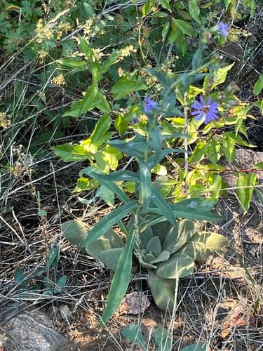 Smooth blue aster: view 3 of the same plant
