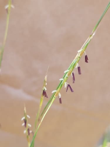 Little bluestem: view 1 of the same plant