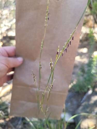 Little bluestem: view 2 of the same plant
