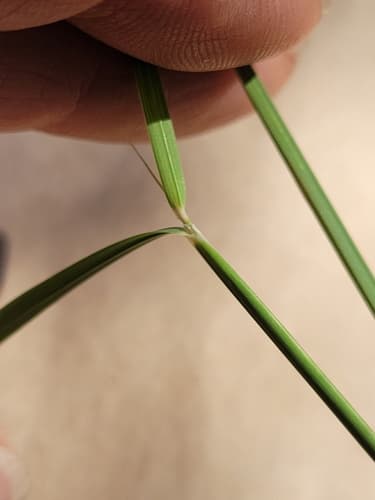 Little bluestem: view 3 of the same plant