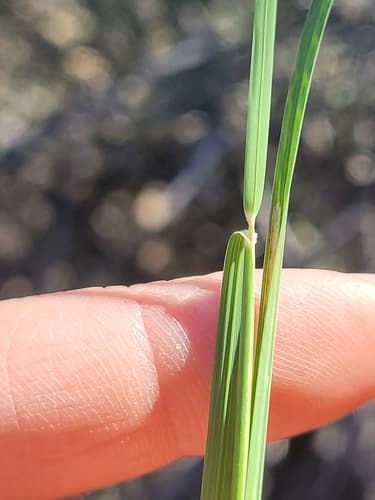 Little bluestem: view 4 of the same plant