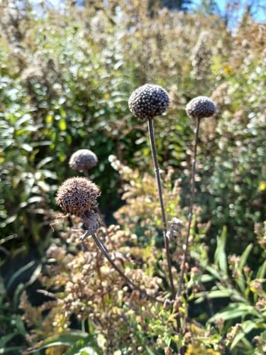 Wild bergamot seed heads or pods