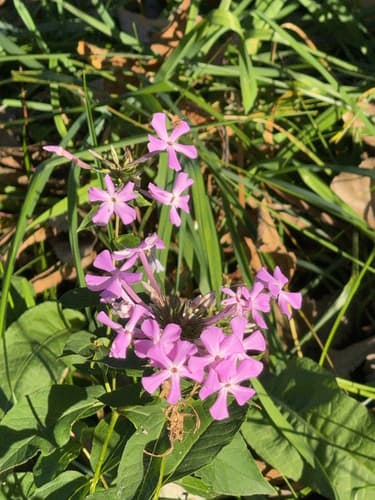 Garden phlox seed heads or pods