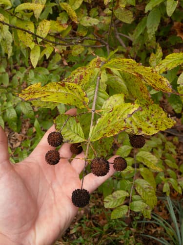 Buttonbush seed heads or pods