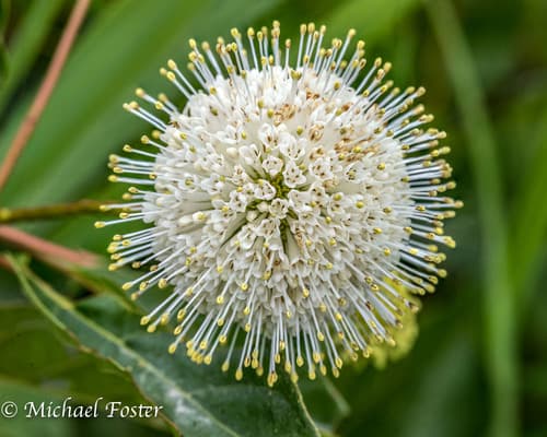 Buttonbush in bloom