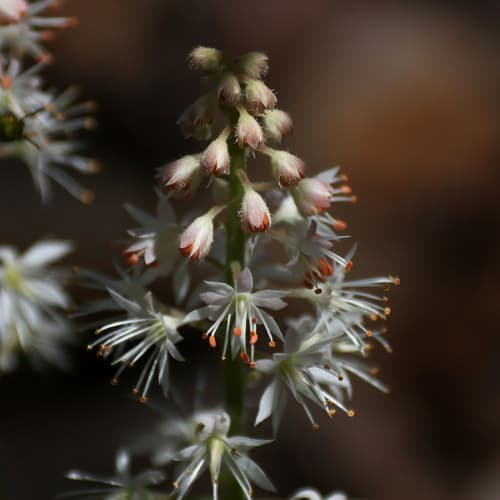 Foamflower in bloom