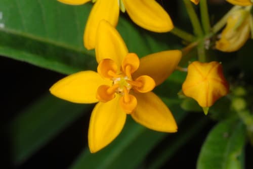 Tropical milkweed: view 1 of the same individual