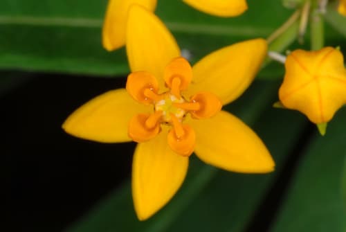 Tropical milkweed: view 2 of the same individual
