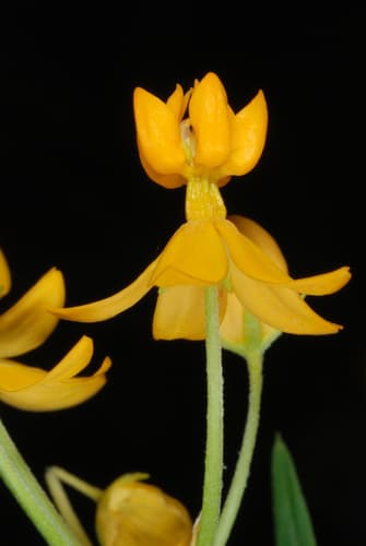 Tropical milkweed: view 3 of the same individual