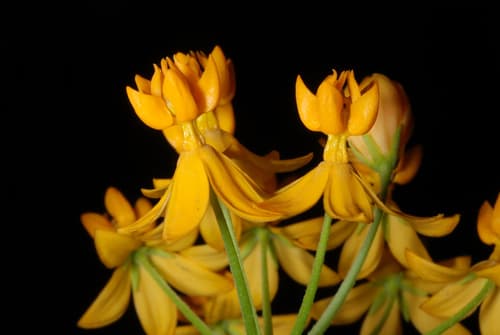 Tropical milkweed: view 4 of the same individual