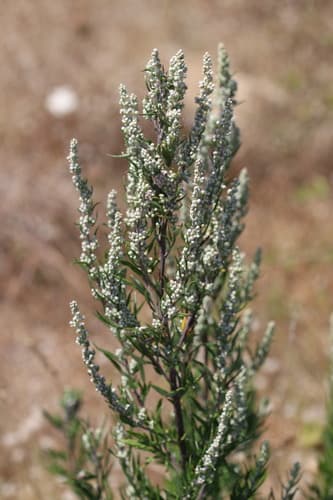 Mugwort