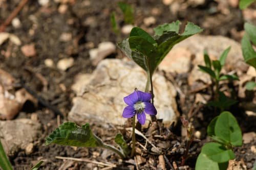 Common blue violet in bloom