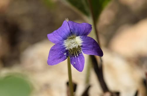 Common blue violet: view 2 of the same plant