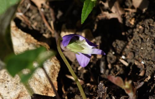 Common blue violet: view 4 of the same plant