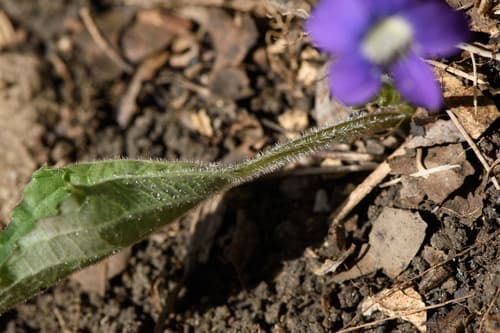 Common blue violet: view 3 of the same plant