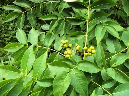 Amur corktree