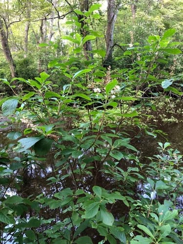 Sweet pepperbush (summersweet) in bloom