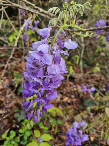 Chinese and Japanese wisteria