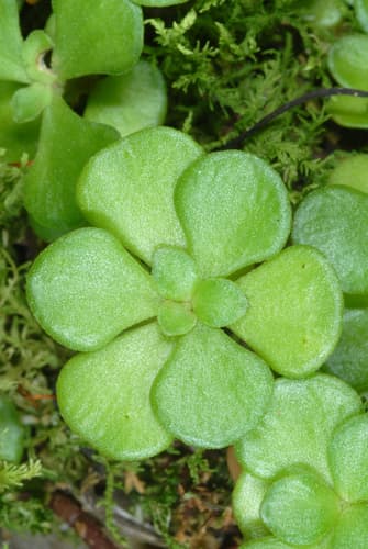 Woodland stonecrop seed heads or pods