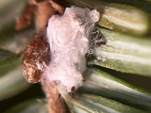 Hemlock woolly adelgid: view 1 of the same individual
