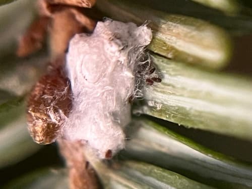 Hemlock woolly adelgid: view 2 of the same individual