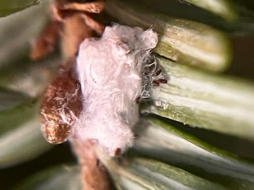 Hemlock woolly adelgid: view 3 of the same individual